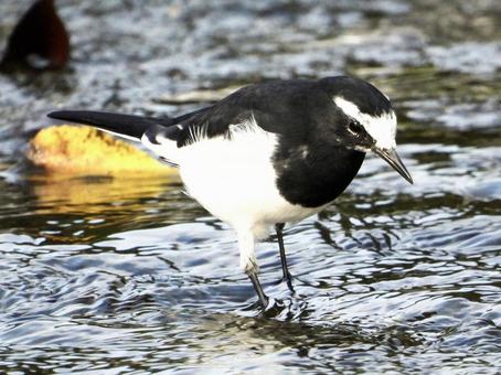 川面で餌を探すセグロセキレイ 川面で餌を探すセグロセキレイの写真