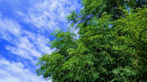 青空と緑の木々-23 青空と緑の木々-23の写真