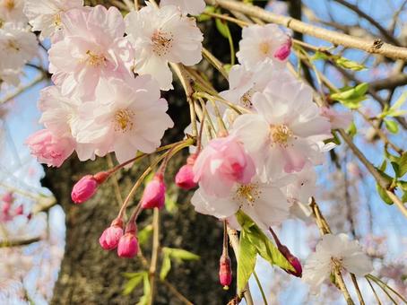 桜 桜の写真