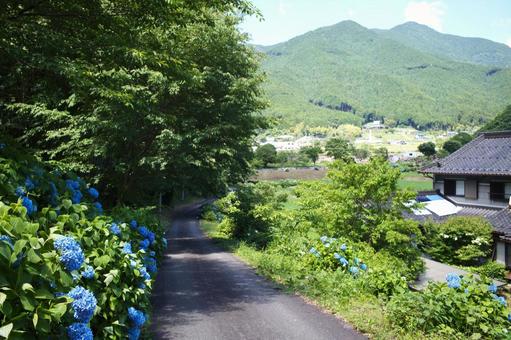 Hydrangea of Inoshino, JPG