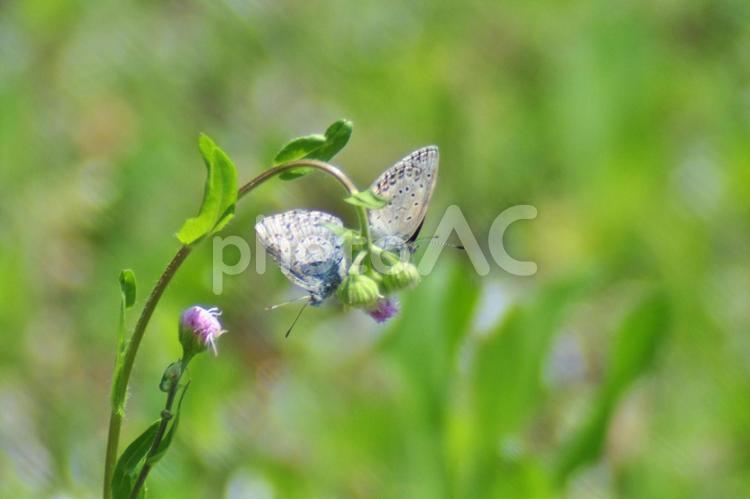 ヤマトシジミとヒメジオン 花,蝶,チョウの写真素材