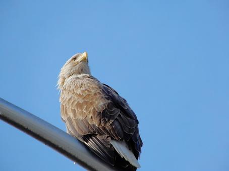 電灯にとまるオジロワシと青空 鷲,ワシ,オジロワシの写真素材
