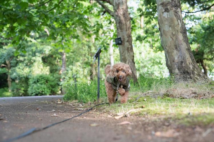 夏の公園で散歩するトイプードル トイプードル,トイプー,景色の写真素材