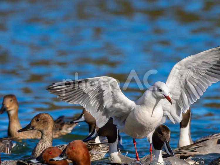 カモの群れに舞い降りるユリカモメ ユリカモメ,野鳥,鳥の写真素材