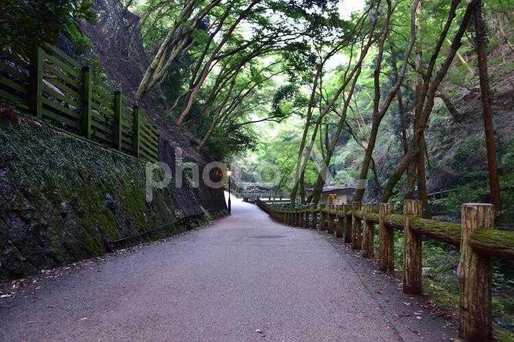 箕面公園の山道１ 箕面公園,箕面の滝,箕面大滝の写真素材