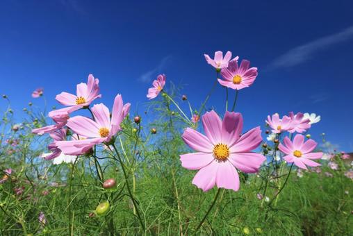 コスモス コスモス,こすもす,こすもす畑の写真素材