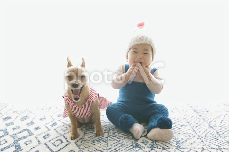 かわいい子供と犬 ニット,セーター,ニット帽の写真素材
