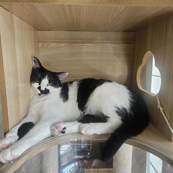 箱入りハチワレ妹猫 箱入りハチワレ妹猫の写真