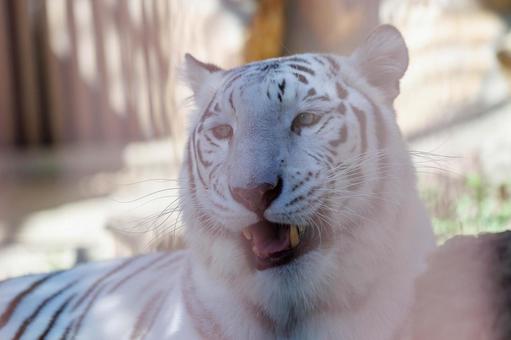 ホワイトタイガー ホワイトタイガーの写真