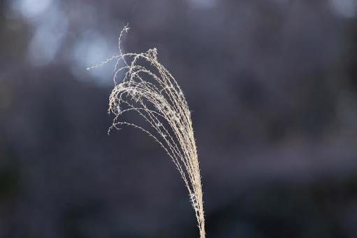 ears of silver grass, JPG
