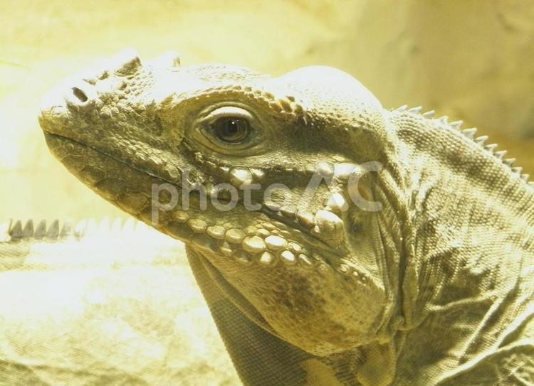 動物園の愉快な仲間たち 動物園,動物,爬虫類の写真素材