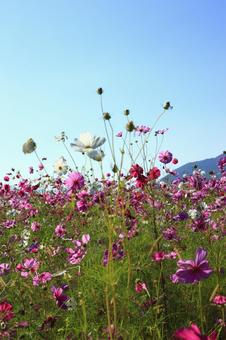 向日葵 向日葵 ヒマワリ畑,ヒマワリ,向日葵の写真素材
