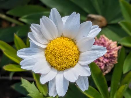 外交官の家に咲く清楚な花 外交官の家に咲く清楚な花の写真