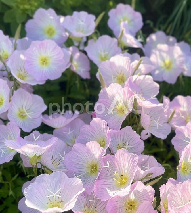 きれいなピンク　ツキミソウ 月見草,ツキミソウ,ツキミグサの写真素材