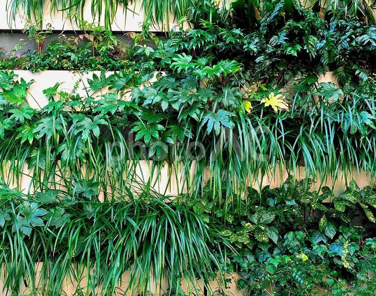 壁面緑化　壁一面の植物　背景素材 壁,植物,壁面緑化の写真素材