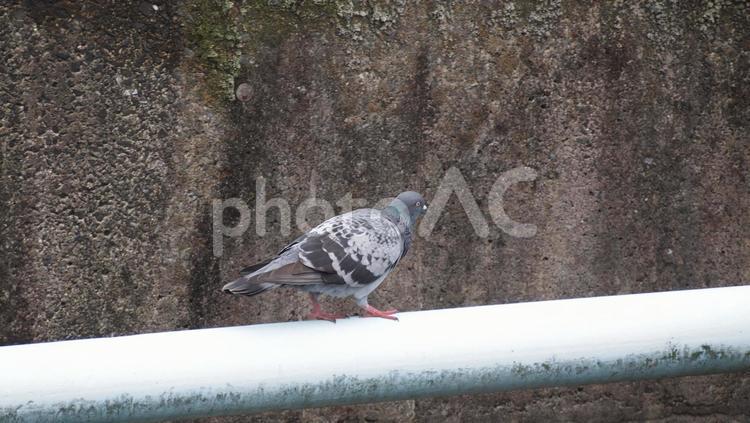 棒の上のハト02 ハト,はと,鳩の写真素材