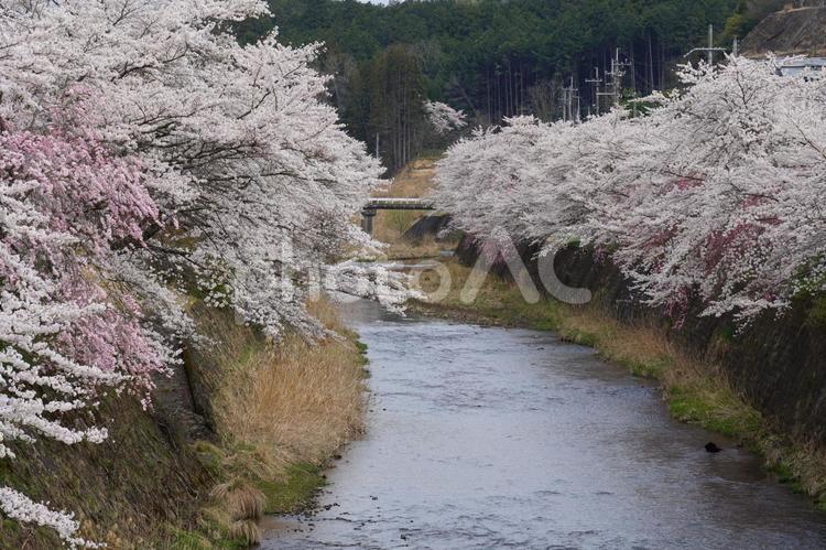 満開の桜と川 桜,川,満開の写真素材