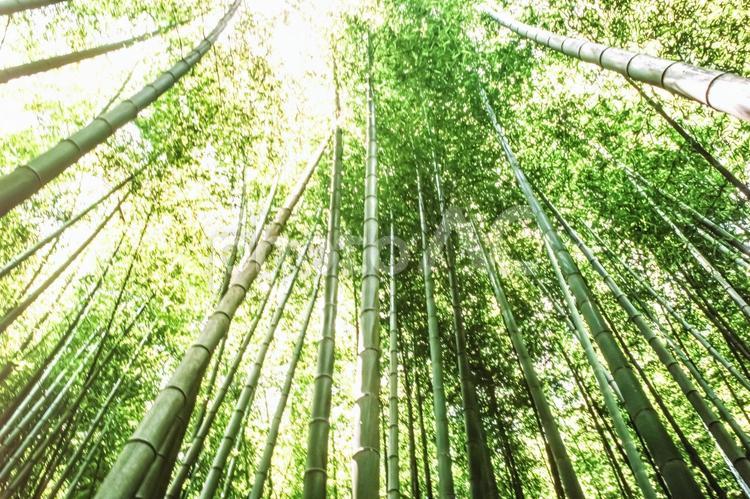 竹林の木漏れ日2 春,若葉,竹林の写真素材
