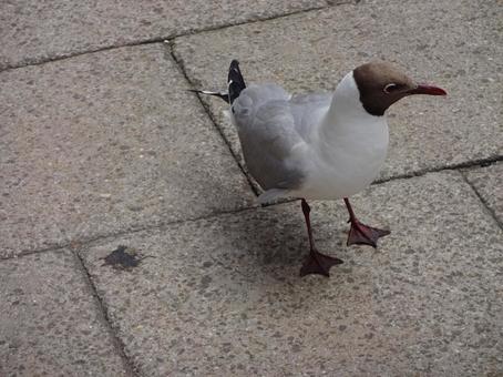 イギリスの鳥 イギリス,水鳥,かわいいの写真素材