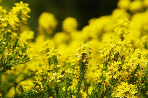 Rape blossoms, JPG