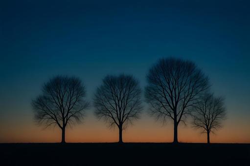 黄昏の並木シルエットの写真