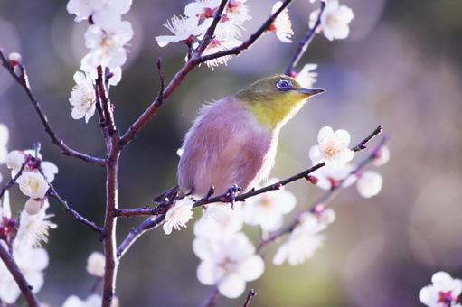 梅の枝に止まるメジロ 梅の枝に止まるメジロ 鳥,メジロ,花の写真素材