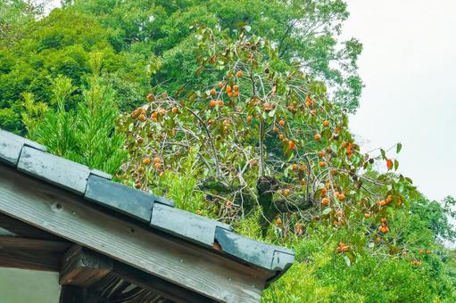 屋根の向こうに実った柿 屋根の向こうに実った柿 柿,秋の味覚,収穫の写真素材