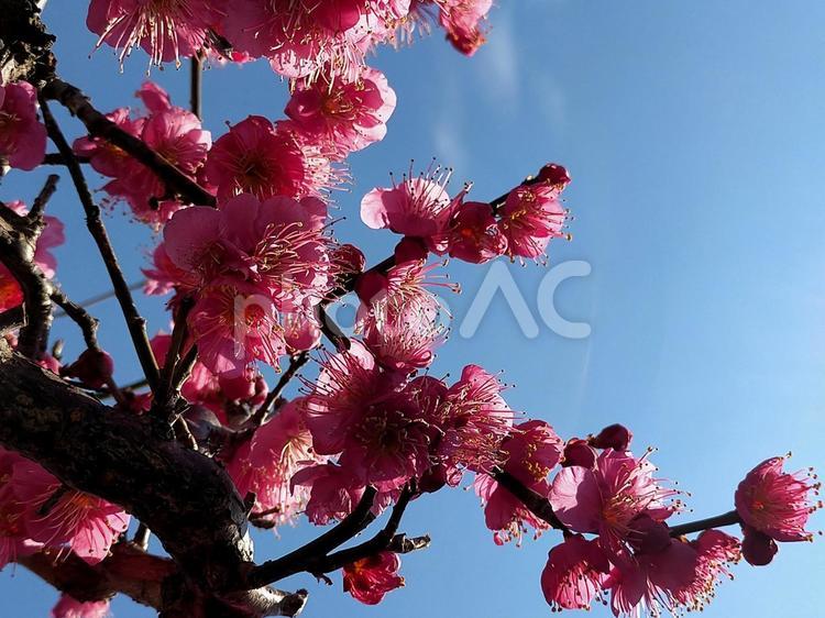 青空バックのたくさんの梅の花 梅,ウメ,うめの写真素材