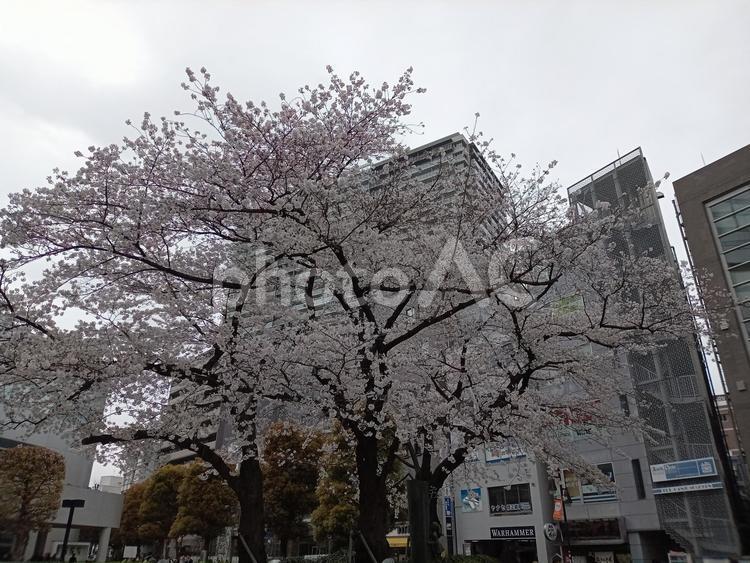 桜の木　cherryBlossom 桜の木,桜,cherryblossomの写真素材