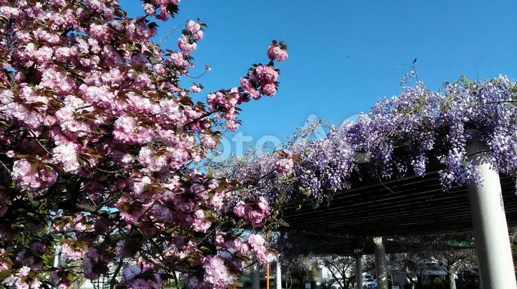 八重　桜　ふじ 八重桜,木,庭園の写真素材