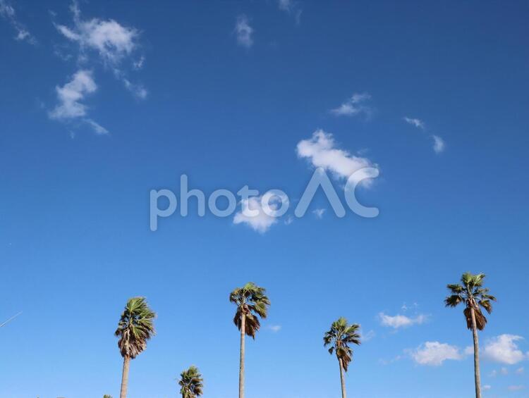 空と南国の木 空,雲,広いの写真素材