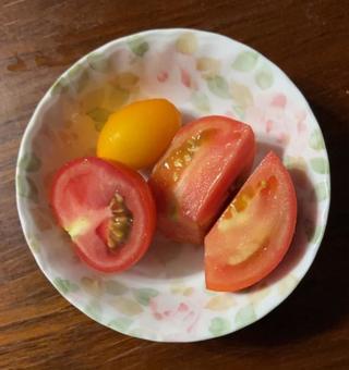 自家栽培トマトのミディーと黄アイコ 自家栽培トマトのミディーと黄アイコの写真