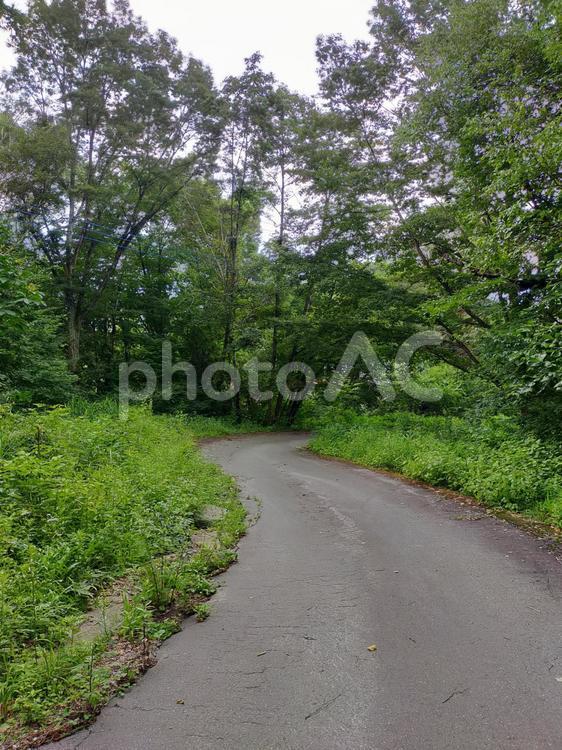 森の中の道の写真素材 森,道路,田舎の写真素材