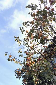 秋　柿の木 秋,柿の木,柿の写真素材