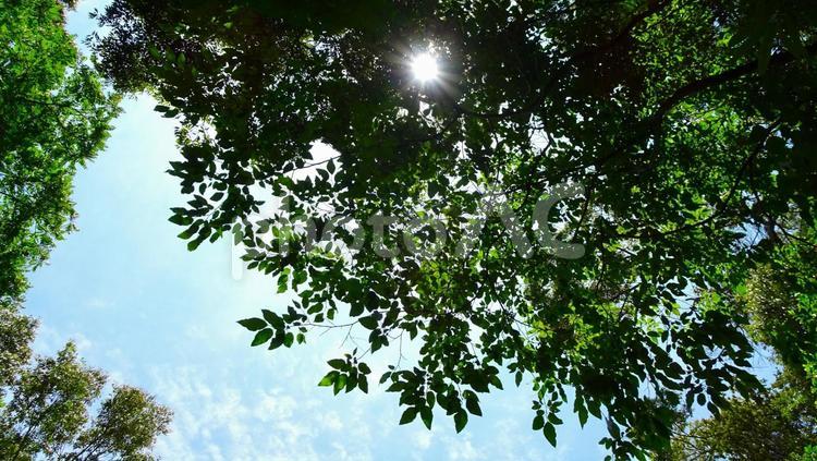 青い空と木漏れ日 真夏,木漏れ日,太陽の写真素材