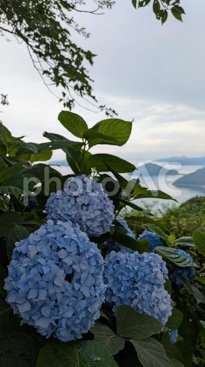 紫雲出山のあじさい10 あじさい,アジサイ,紫陽花の写真素材