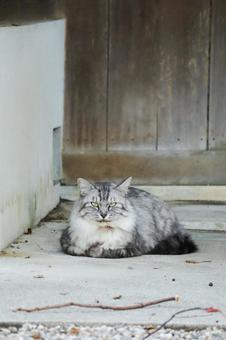 サバトラ猫 猫,野良猫,サバトラの写真素材