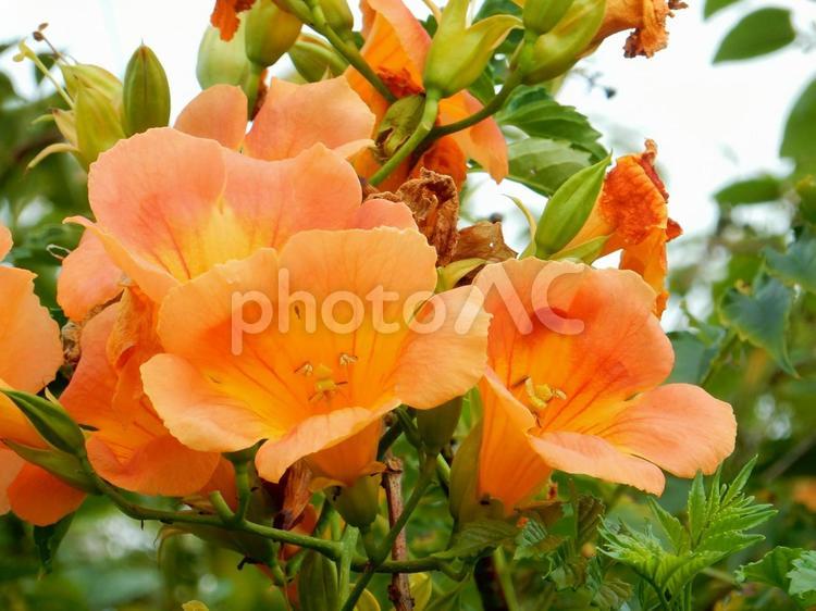 【花の写真】ノウゼンカズラ（凌霄花） ノウゼンカズラ,凌霄花,自然の写真素材