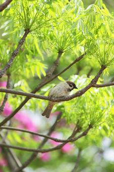 鳥 鳥の写真