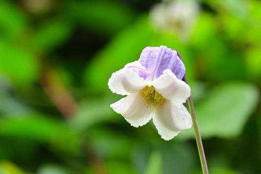 Clematis flower like a hat, clematis, flower, thin purple, JPG