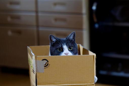 箱の中の猫 箱の中の猫の写真