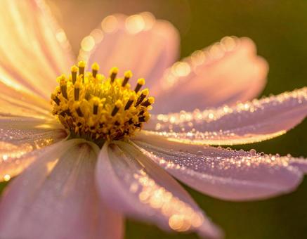 コスモスの写真