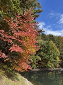 晩秋の大沢の堤の紅葉 大沢の堤,信州,松本市の写真素材