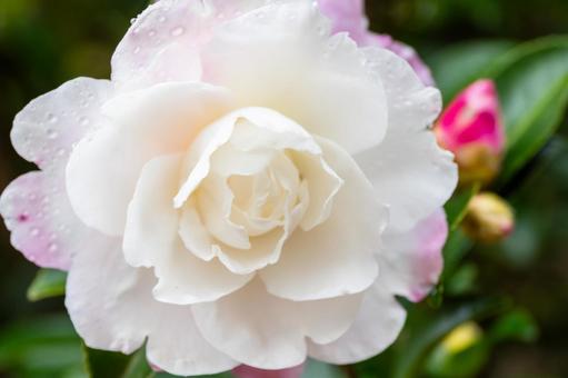 サザンカ⑺ 花,サザンカ,山茶花の写真素材