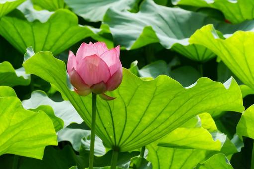 蓮 蓮 蓮,ハス,上野公園の写真素材