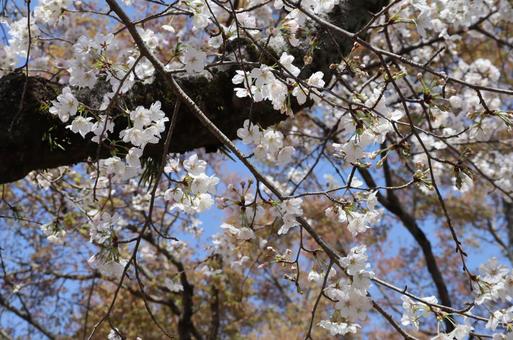青空と桜 青空と桜の写真