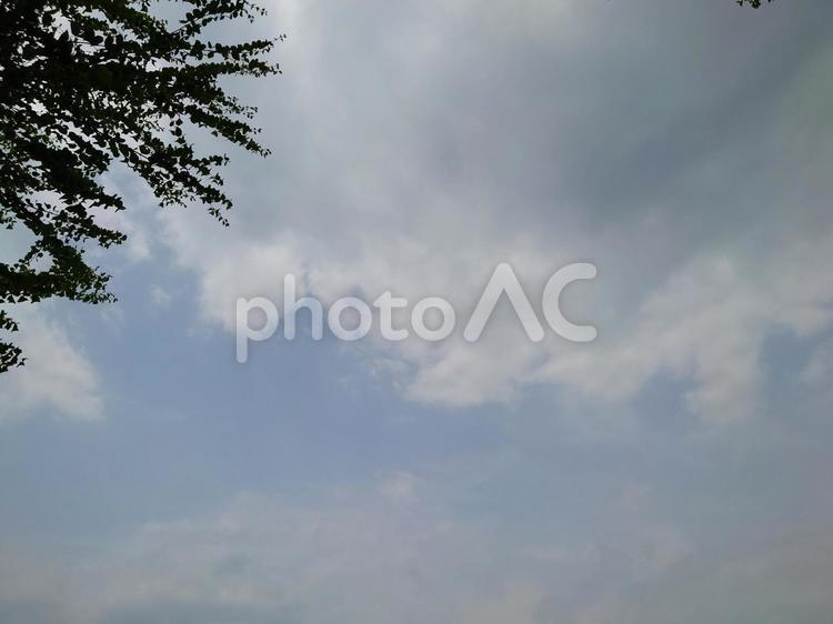 空と木のフレーム 空,木,曇り空の写真素材
