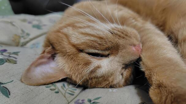 茶トラの寝顔 猫,茶トラ,catの写真素材