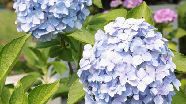 光を浴びる紫陽花 光を浴びる紫陽花の写真