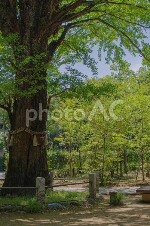 東京赤坂にある氷川神社の境内 境内,日本,杜の写真素材